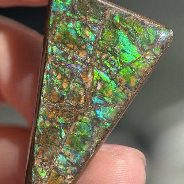 Ammolite Canada ct