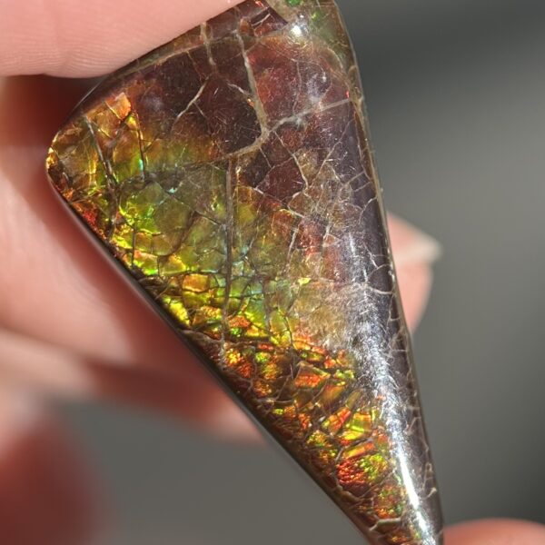 Ammolite Canada ct