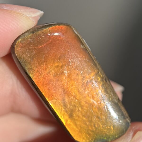 Ammolite Canada ct