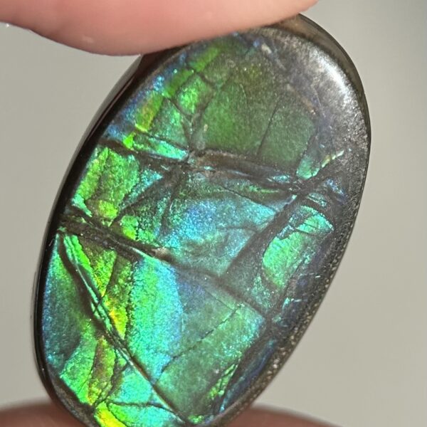 Ammolite Canada ct