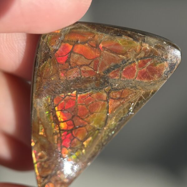 Ammolite Canada ct