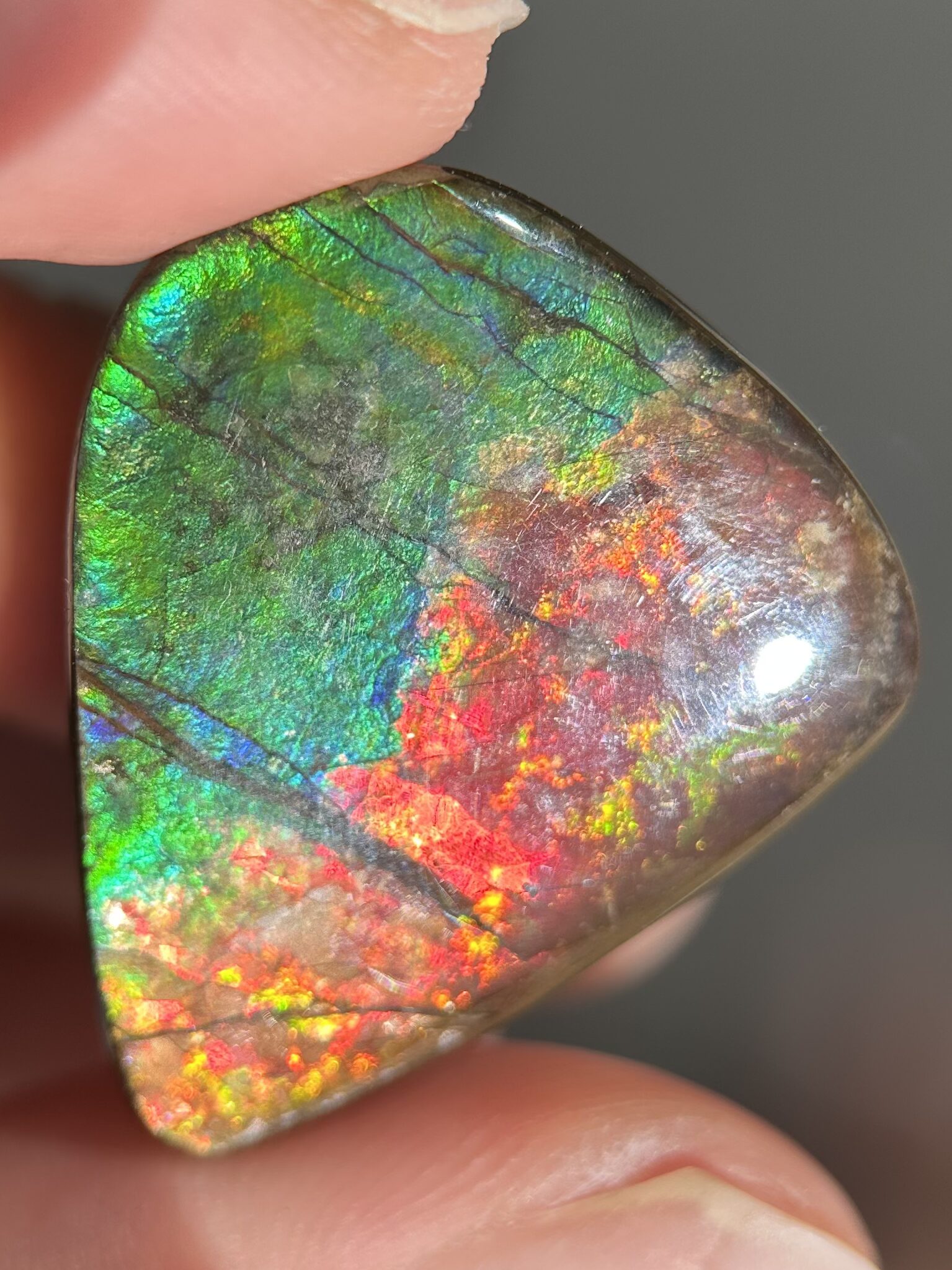 Ammolite Canada ct